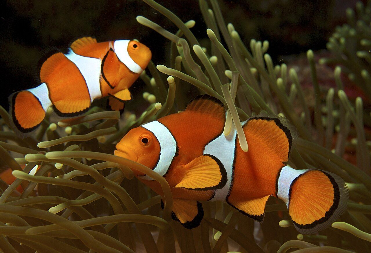 Pesce pagliaccio