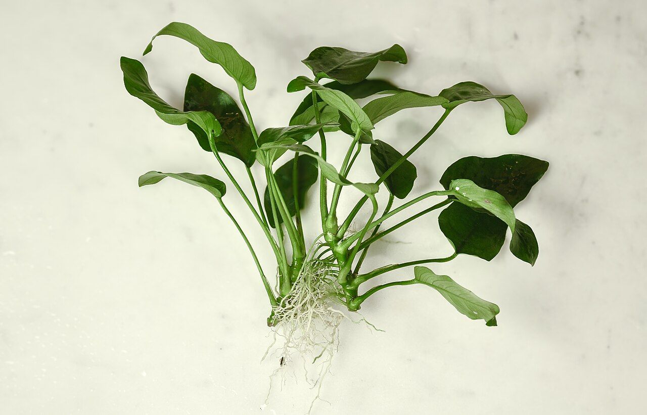 Anubias nana