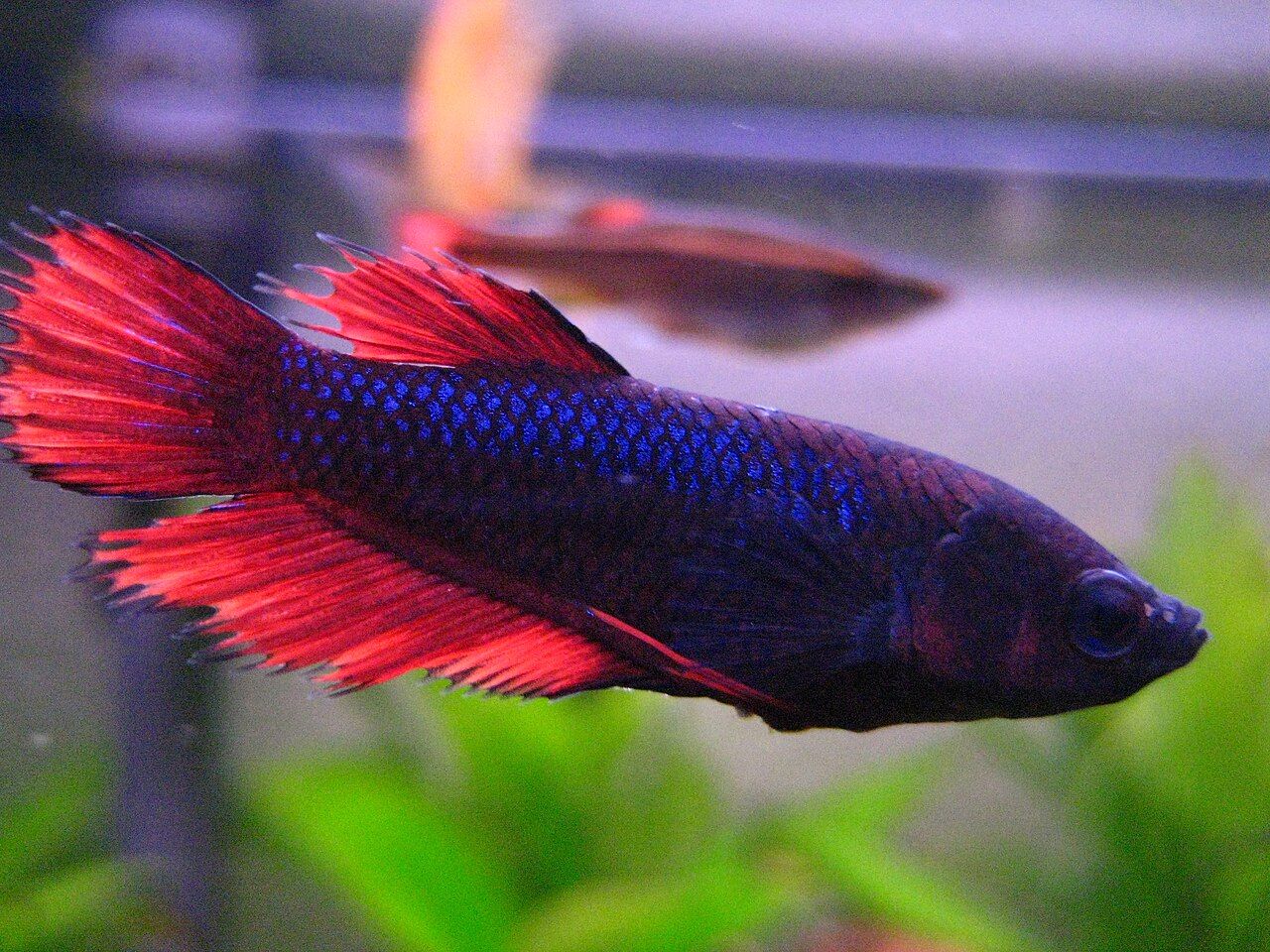 Crowntail (coda a corona)