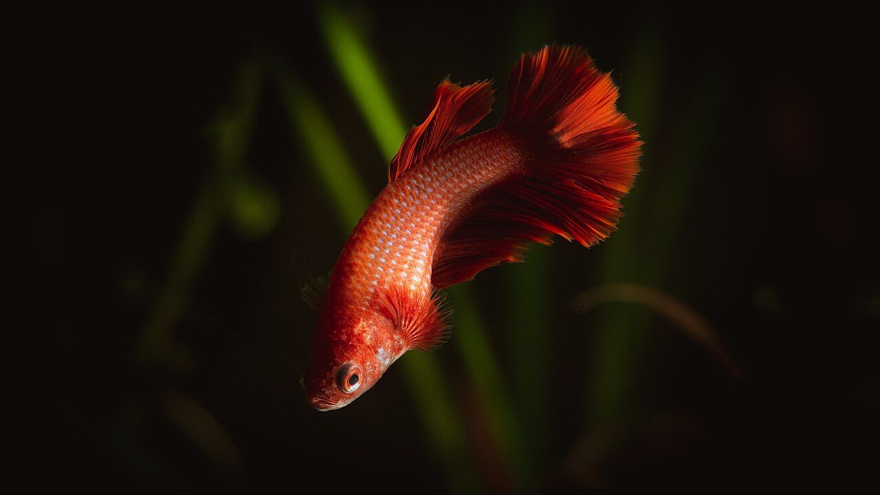 Halfmoon (mezzaluna)