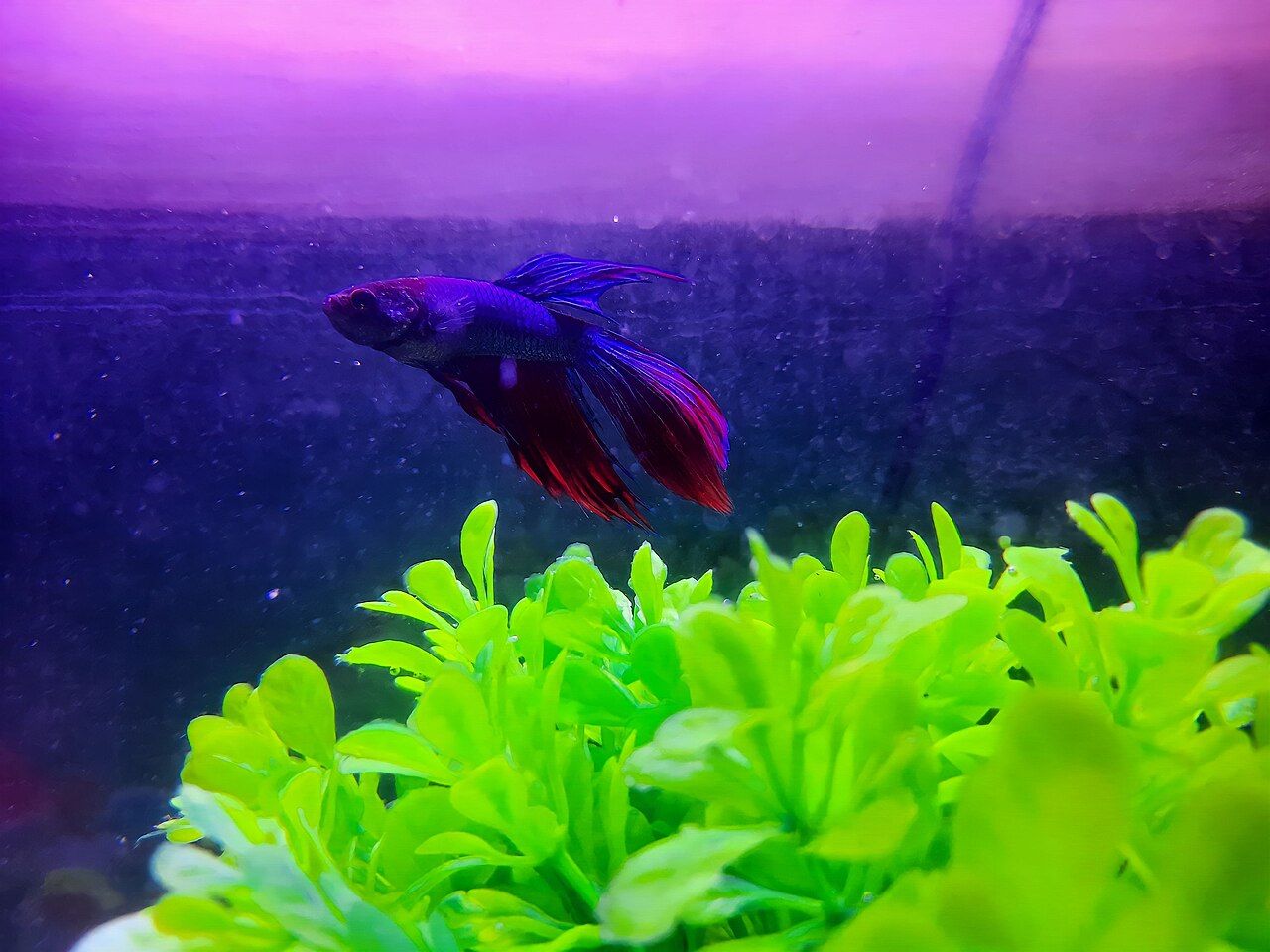 Veiltail (coda a velo)