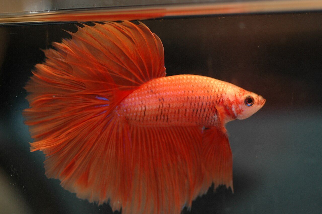 Pesce combattente