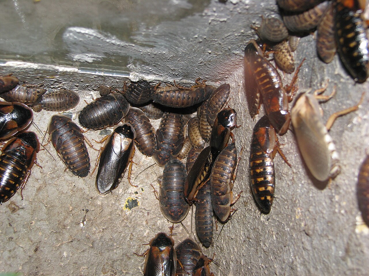 Blatte dubia