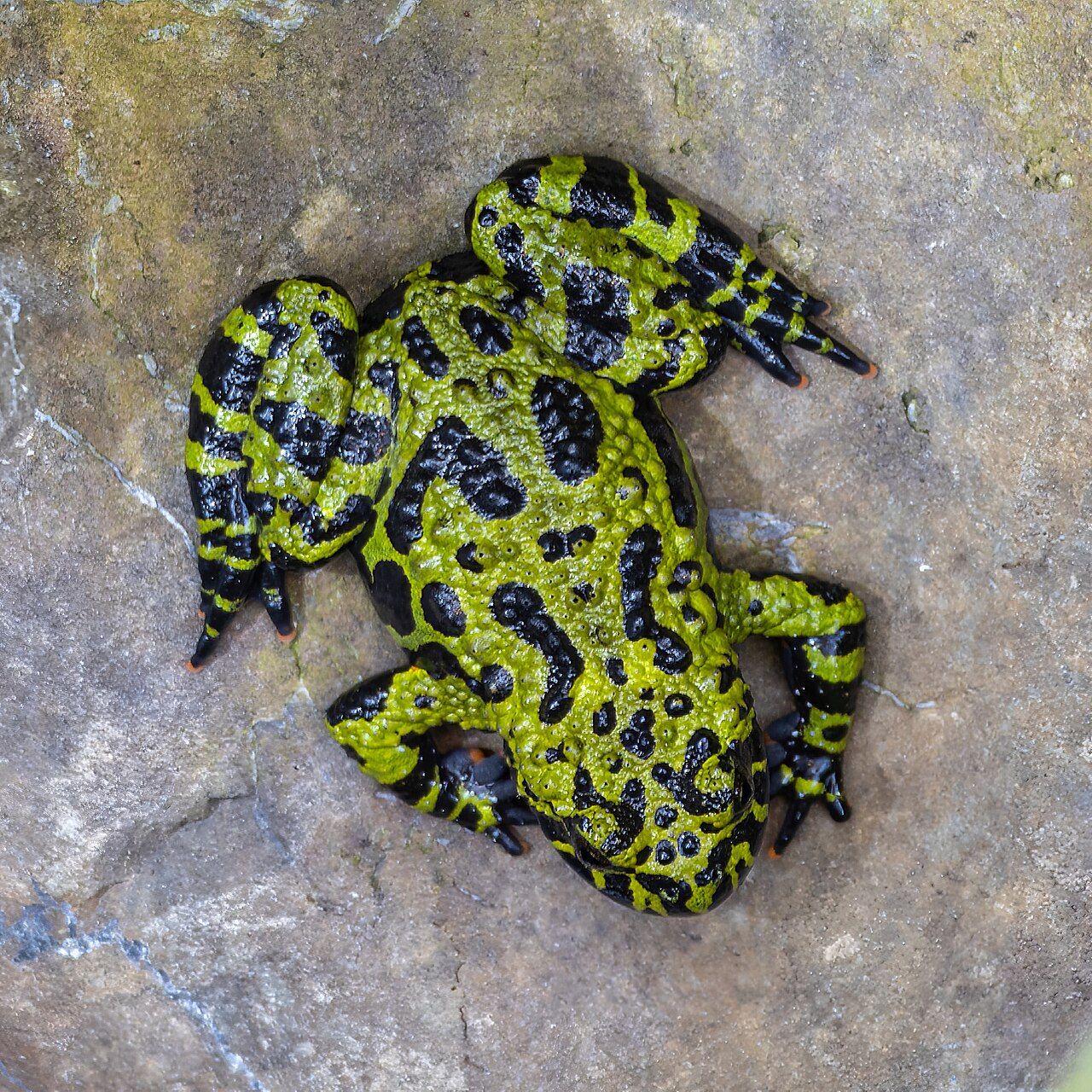 Ululone orientale