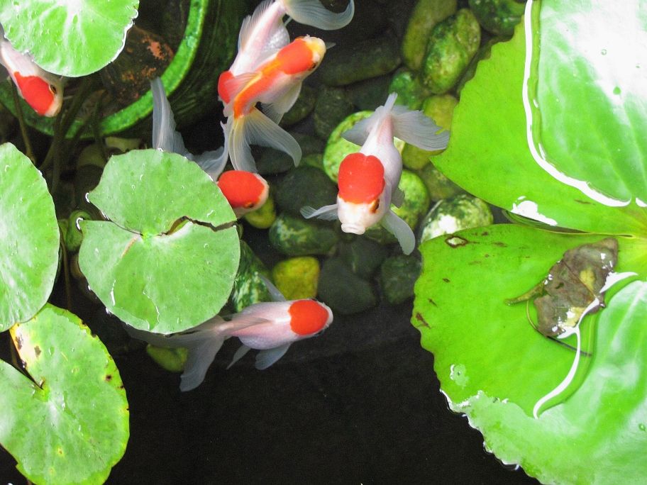 Oranda