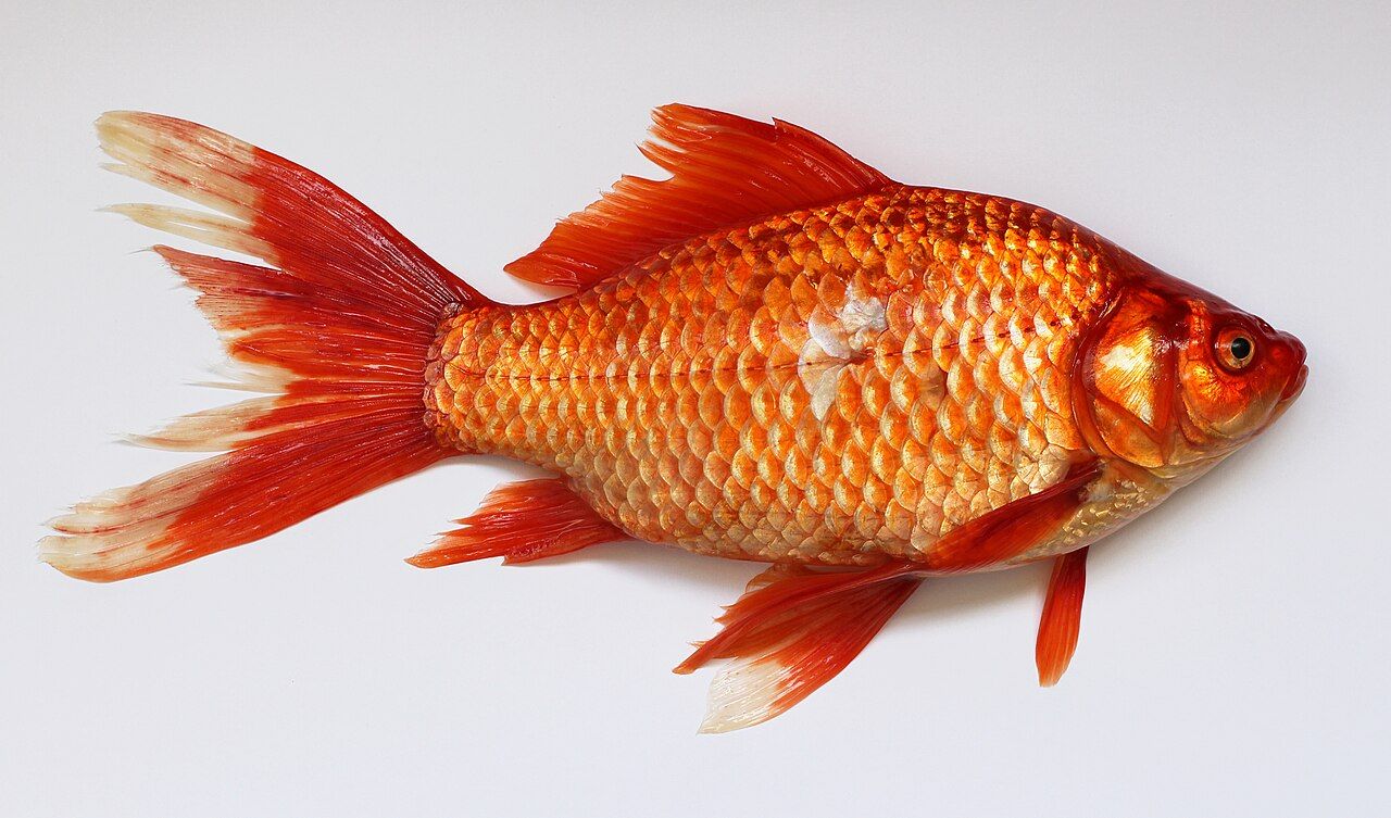 Pesce rosso