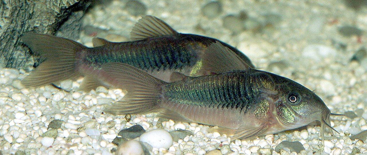 Corydoras bronzo