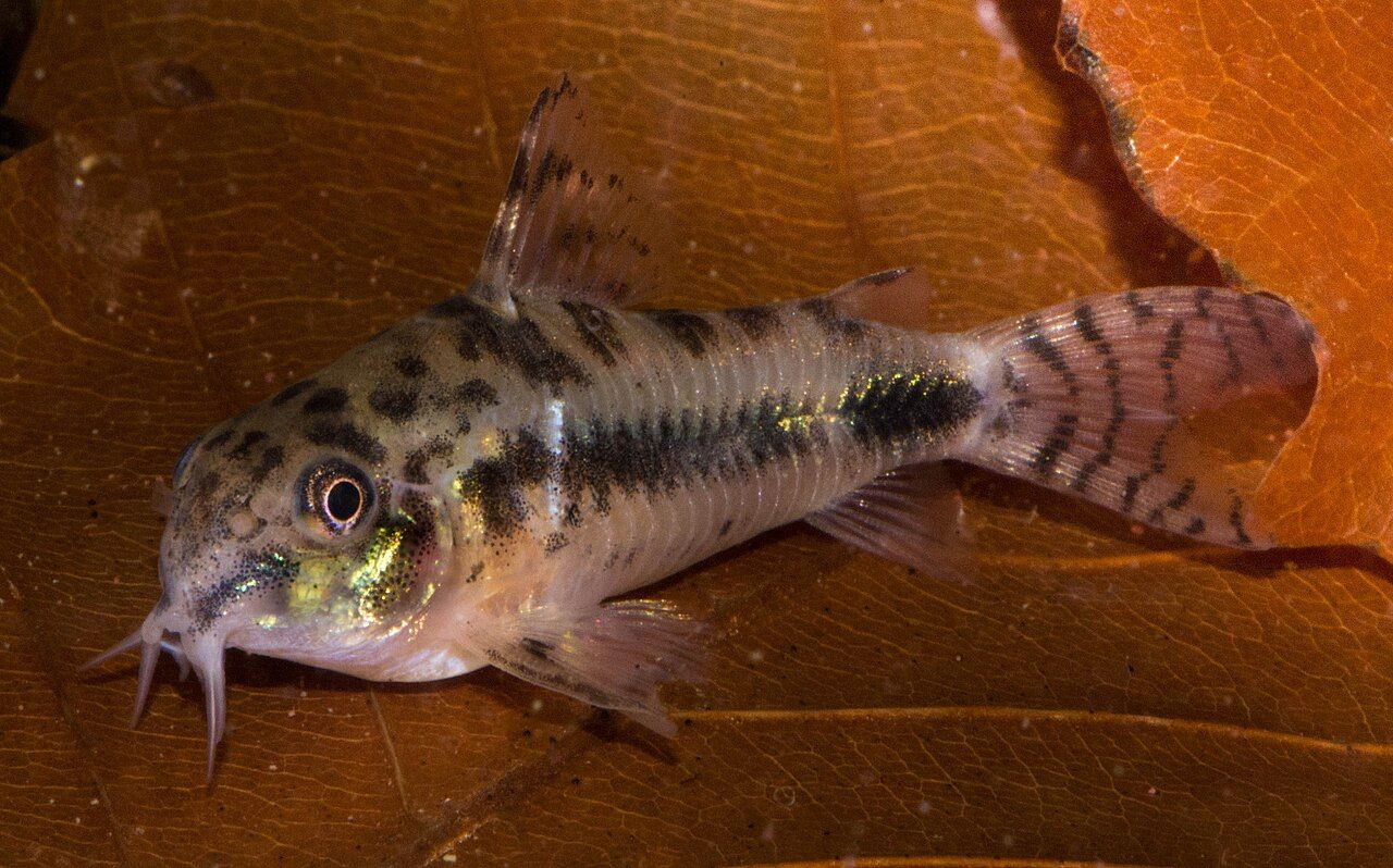 Corydoras nano a scacchi