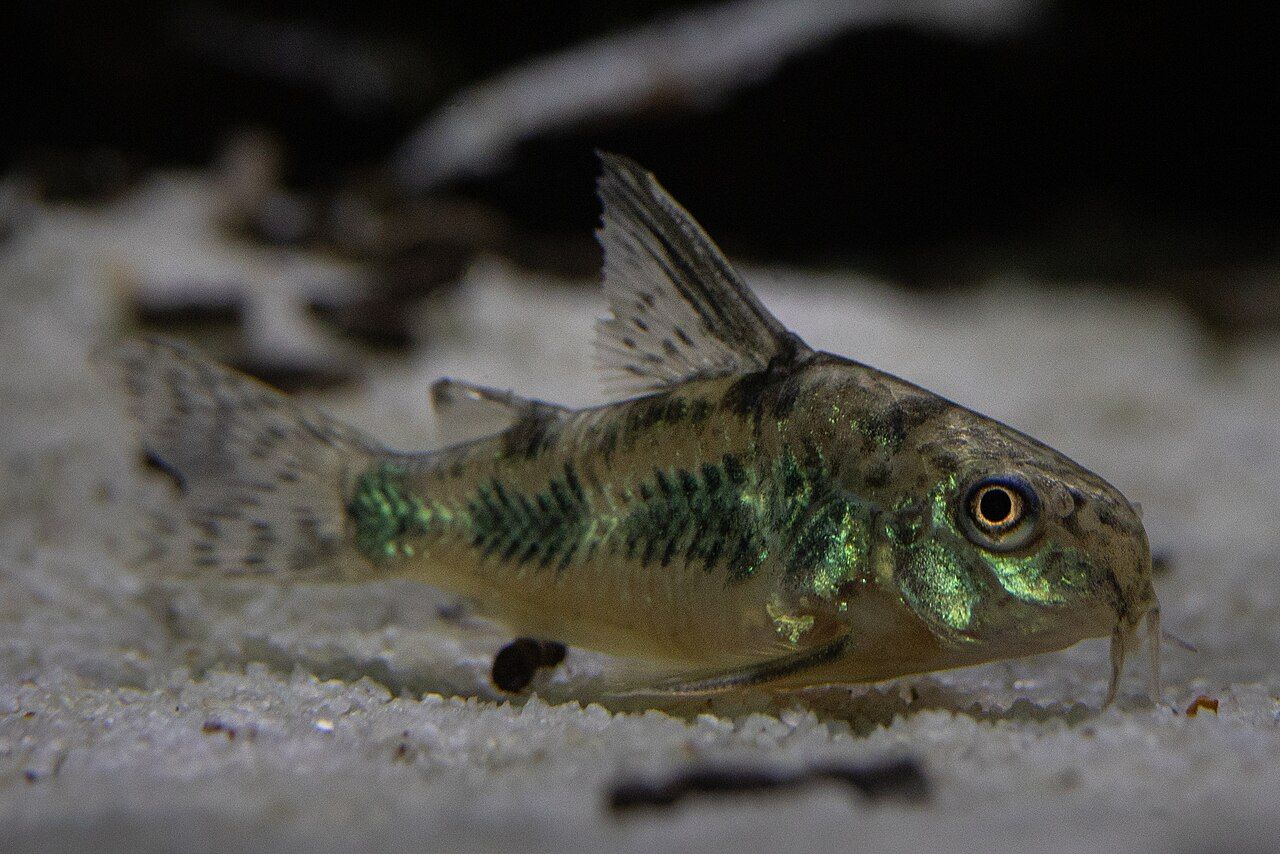 Corydoras marmorizzato