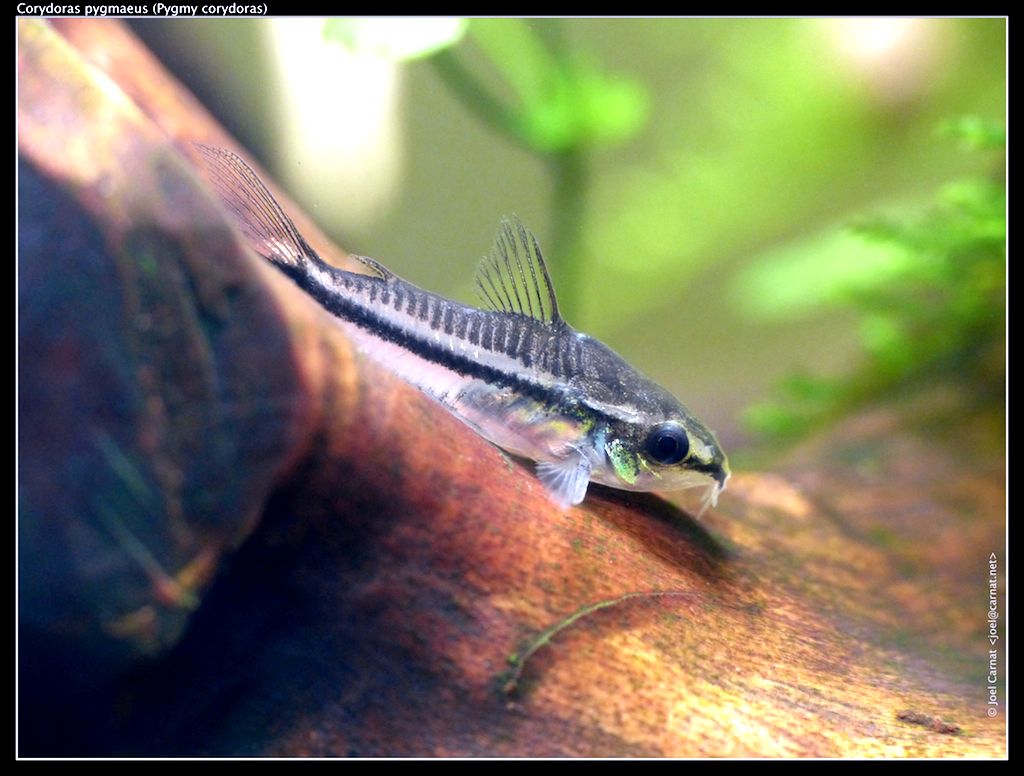 Corydoras pigmeo