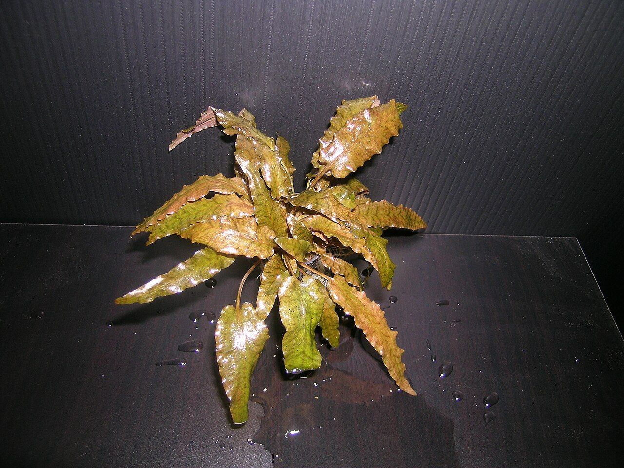 'Tropica'