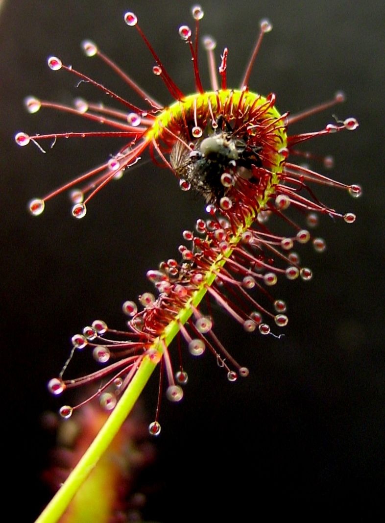 Drosera del Capo