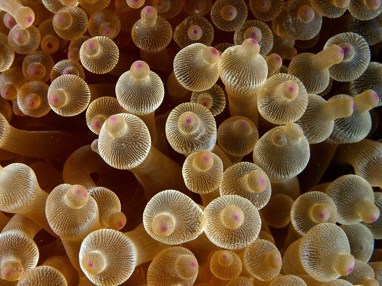 Anemone a bolle