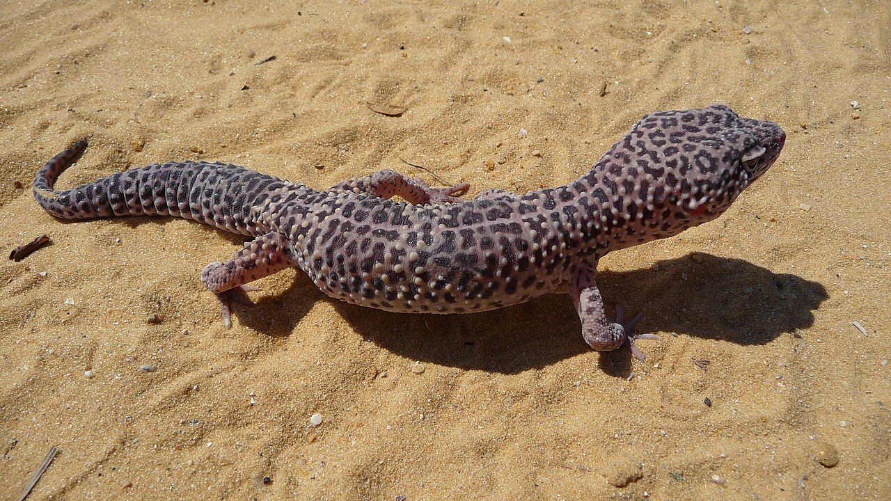 Geco leopardino
