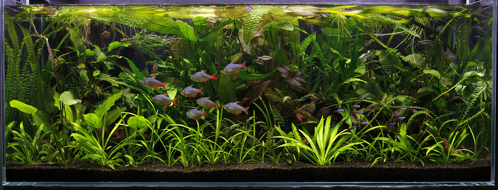 Fondo fertile