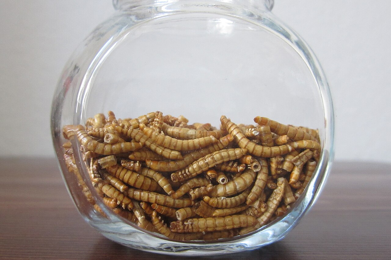 Insetti liofilizzati per carnivore