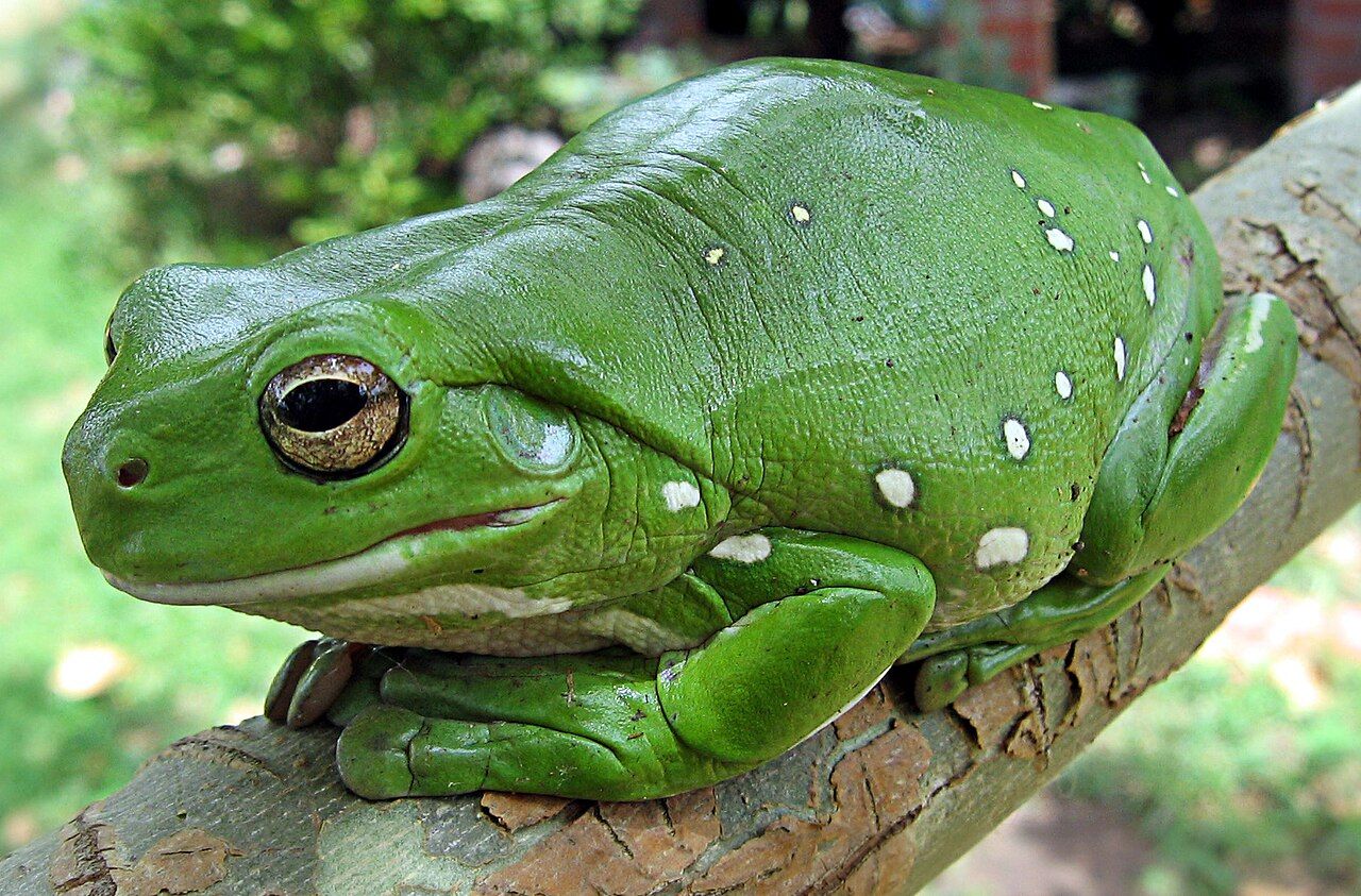 Rana verde arboricola