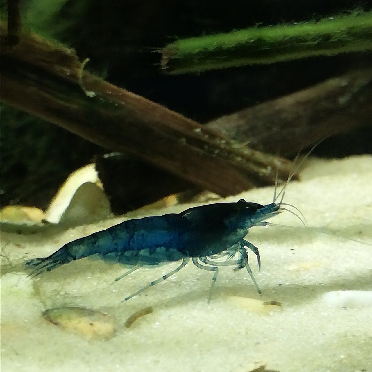 Blue dream