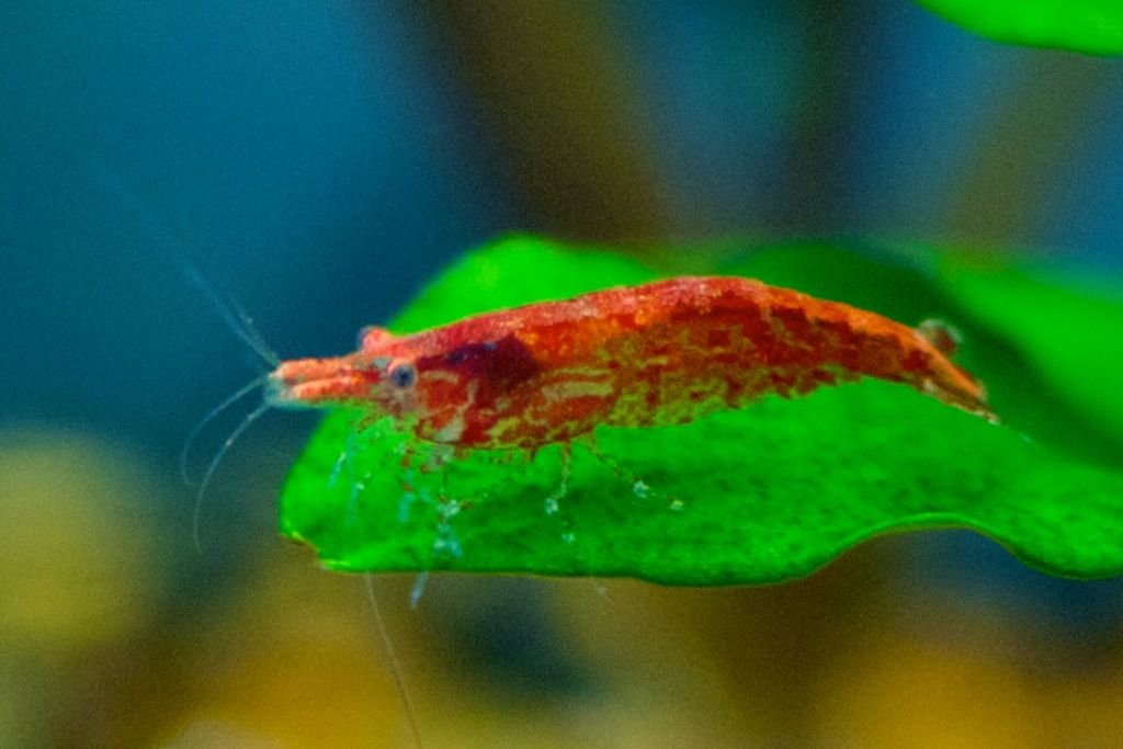 Gamberetto red cherry