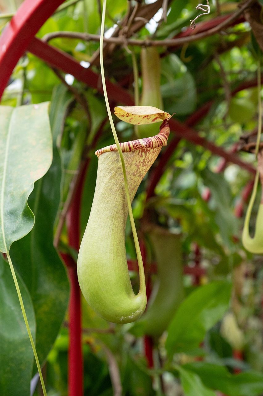 Pianta brocca