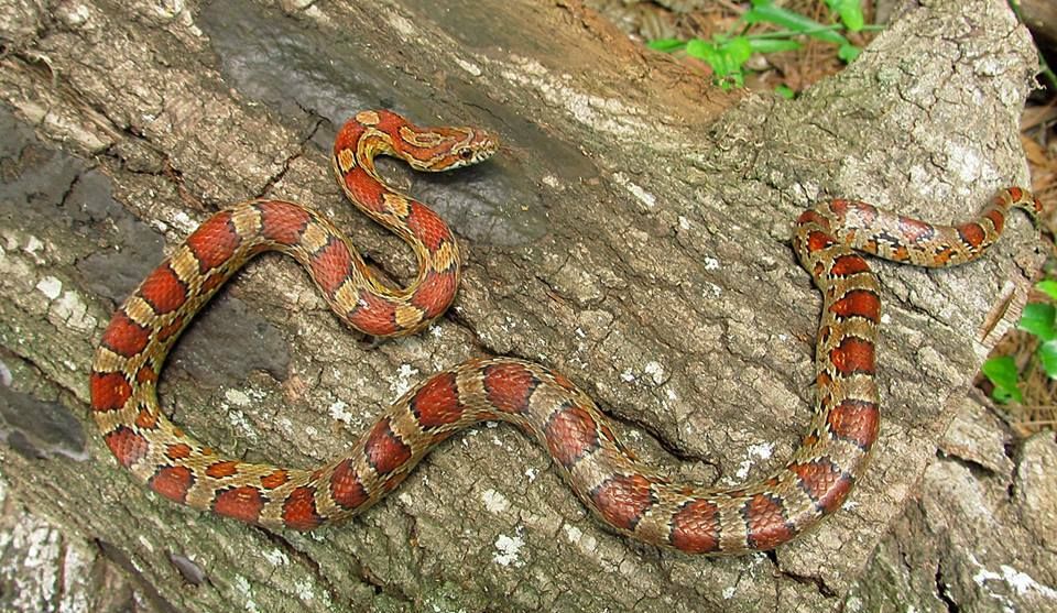Serpente del grano