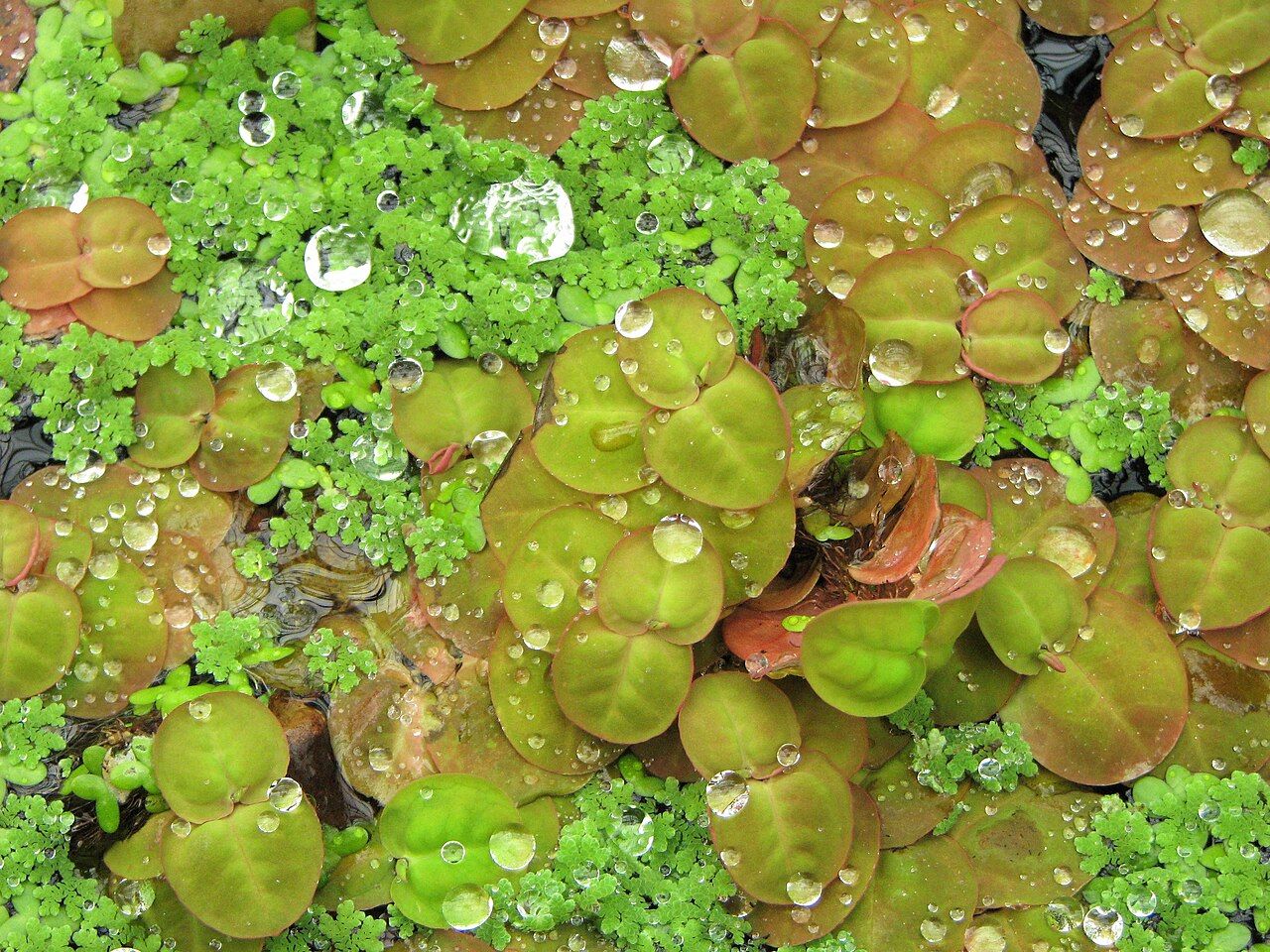 Phyllanthus galleggiante
