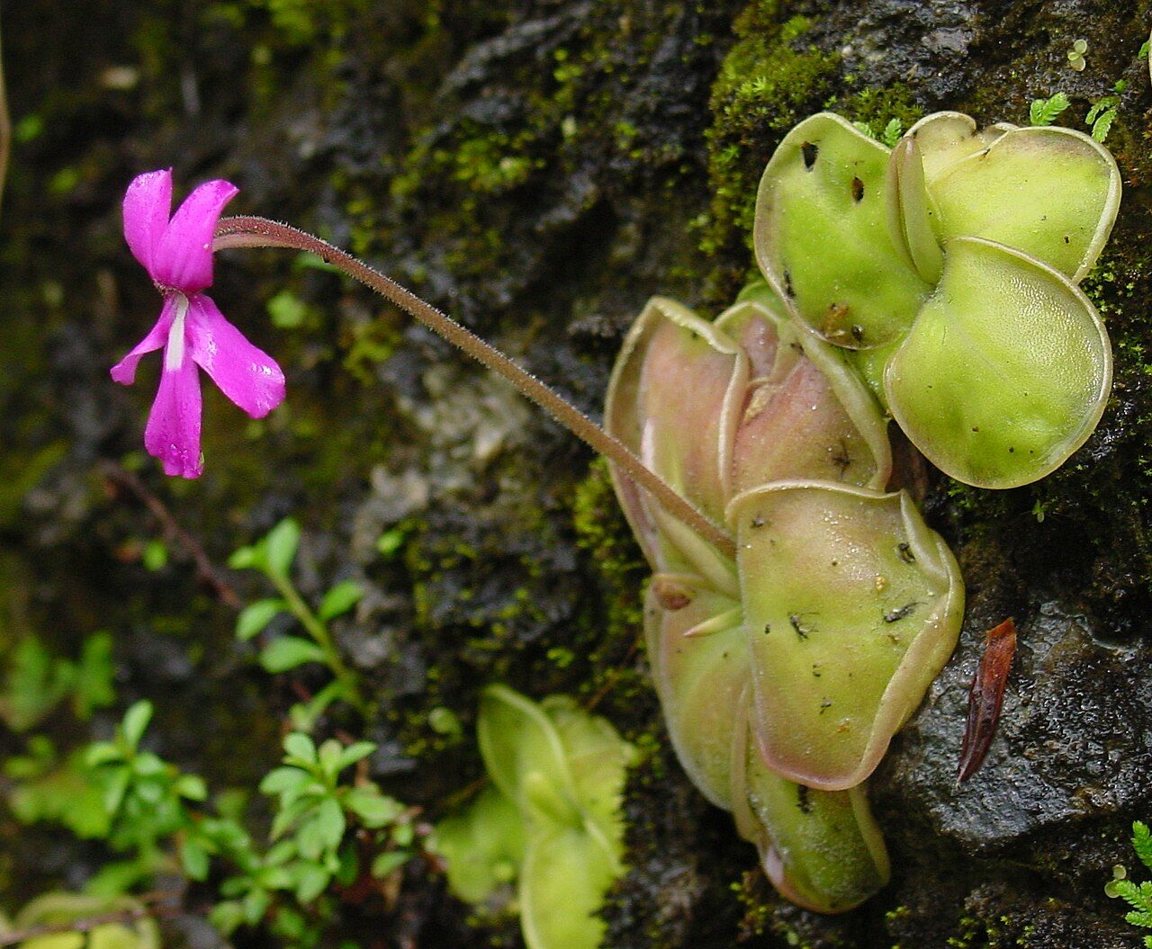 Pinguicula messicana