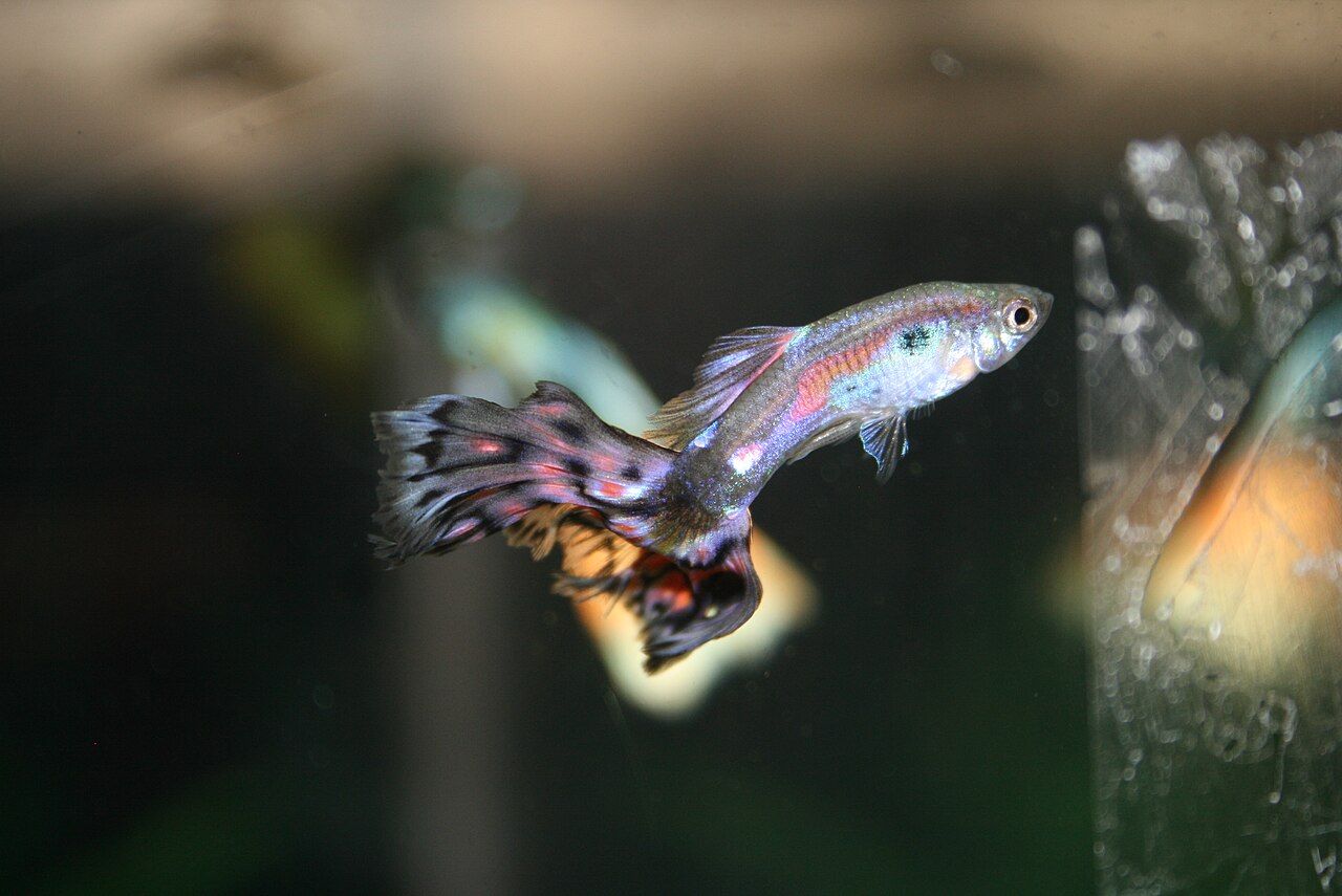 Guppy cobra