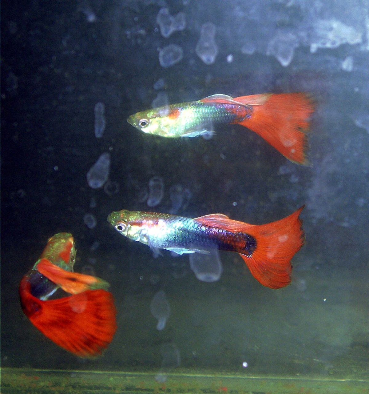 Guppy tuxedo