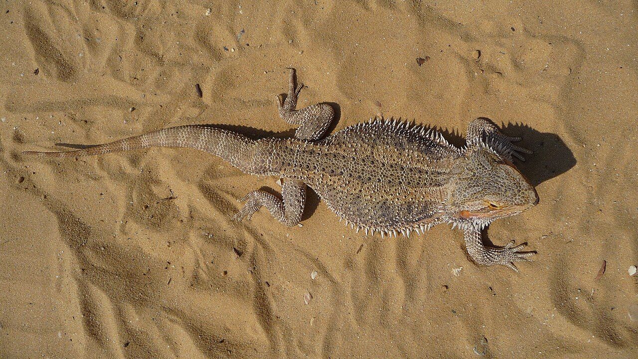 Drago barbuto