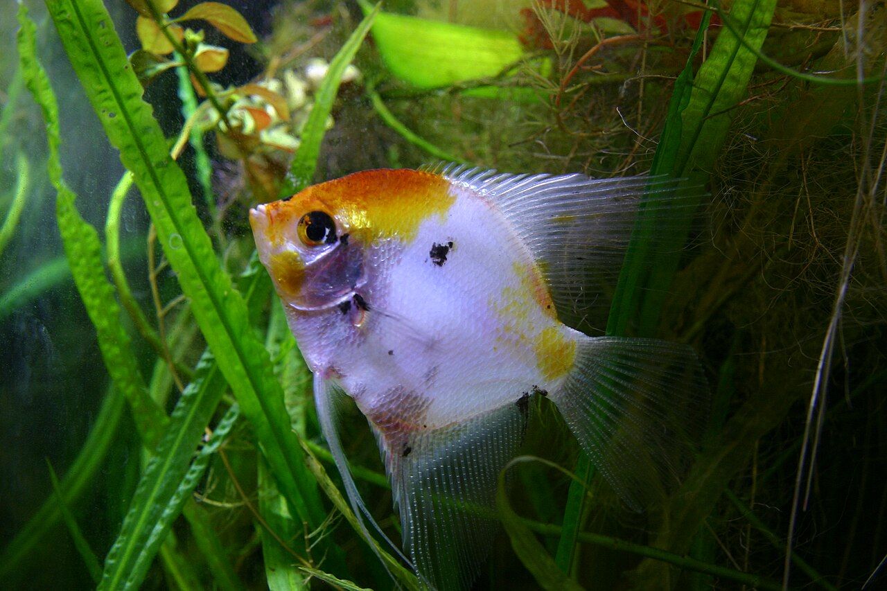 Koi