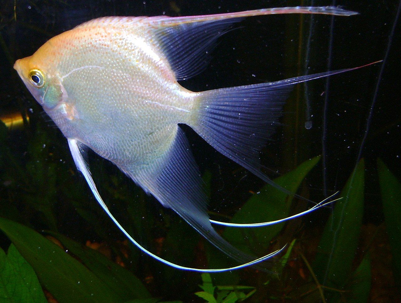 Scalare