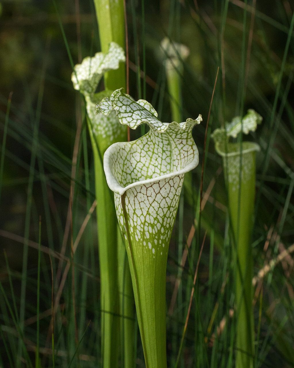 Sarracenia a trombetta bianca