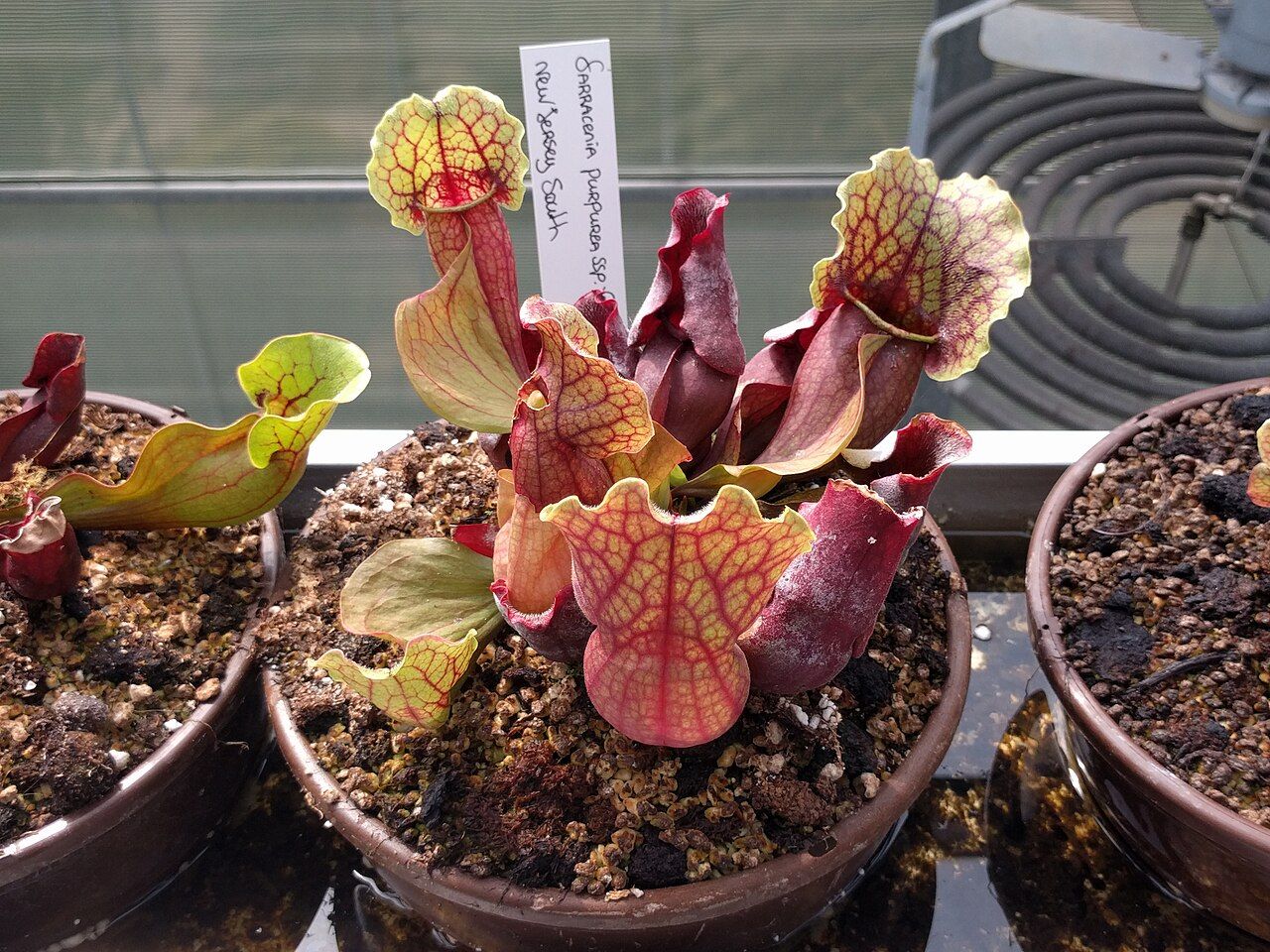 Sarracenia viola