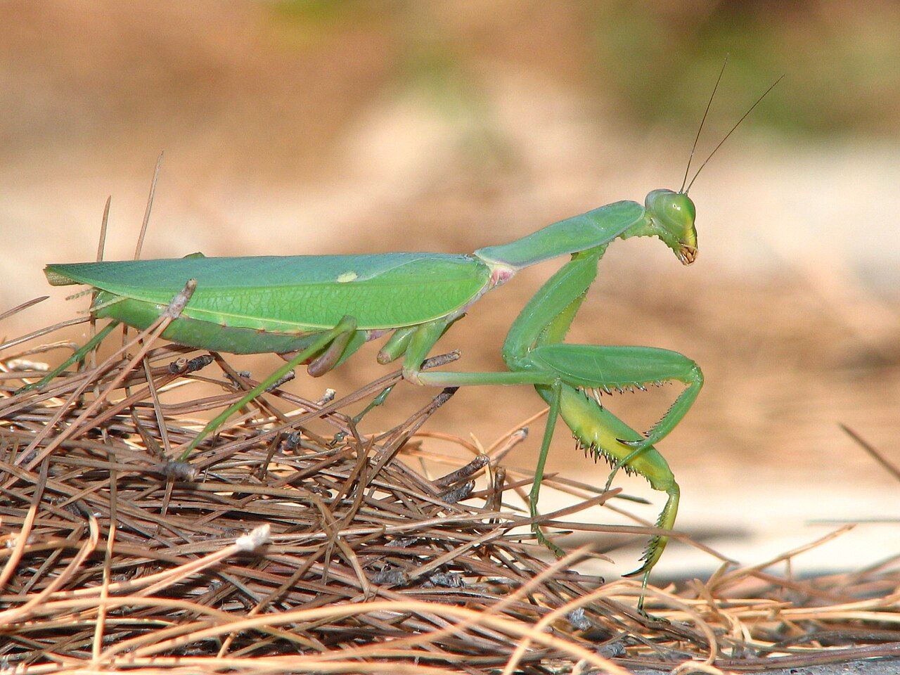 Mantide africana