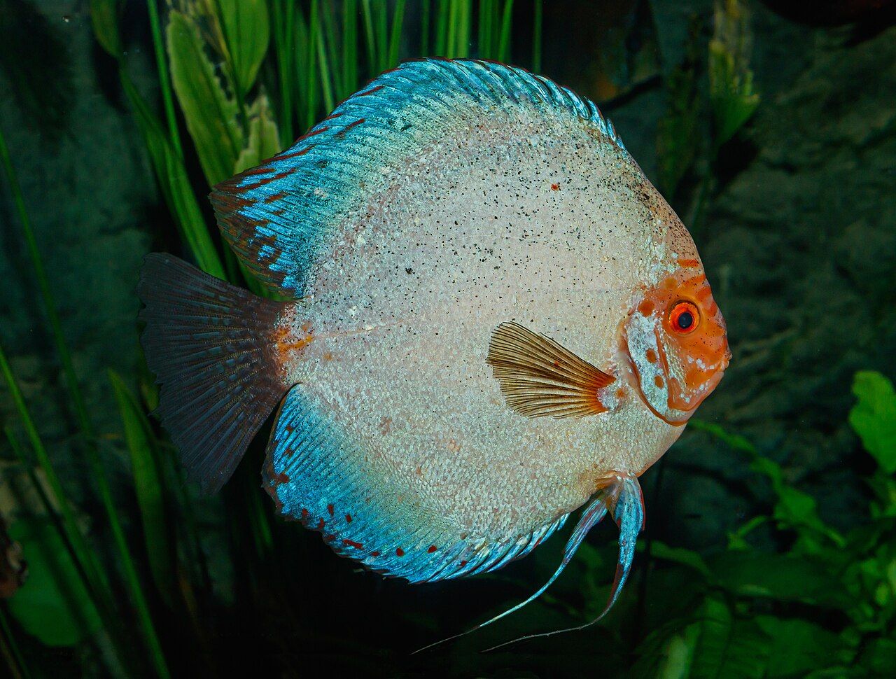Discus