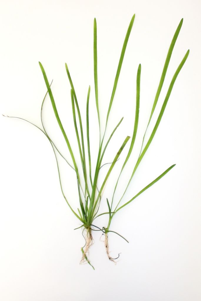 Vallisneria