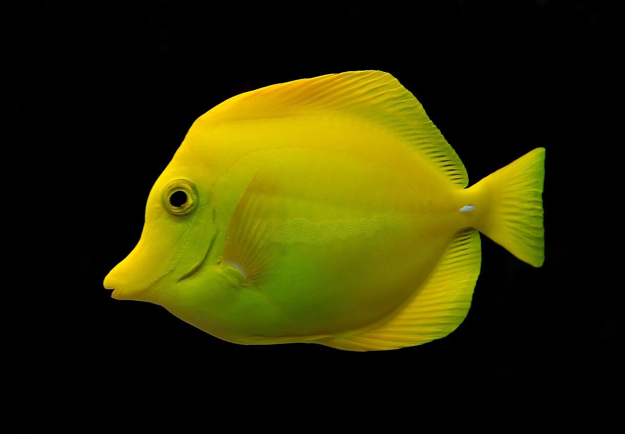 Pesce chirurgo giallo
