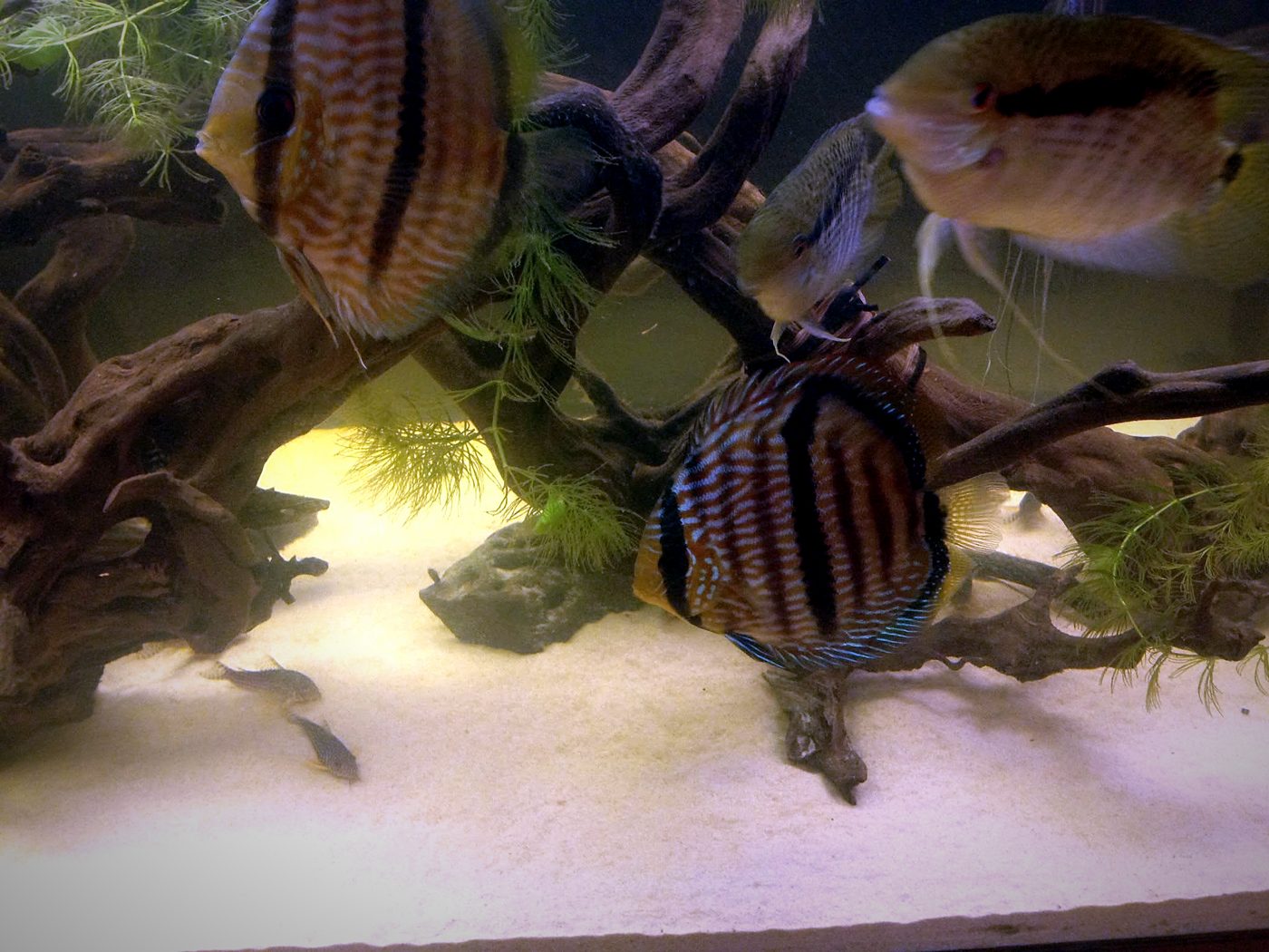 Discus da Maison Folle